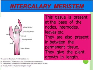 INTERCALARY MERISTEM
This tissue is present
at the base of the
nodes, internodes,
leaves etc.
They are also present
in between the
permanent tissue.
They give the plant
growth in length.
 