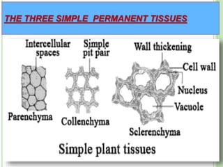 THE THREE SIMPLE PERMANENT TISSUES
 