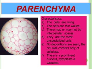 PARENCHYMA
Characteristics:
a) The cells are living.
b) The cells are thin walled.
c) There may or may not be
intercellular spaces.
d) They are the most
unspecialized cells.
e) No depositions are seen, the
cell wall consists only of
cellulose.
f) There is a prominent
nucleus, cytoplasm &
vacuoles.
 