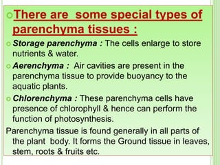 There are some special types of
parenchyma tissues :
 Storage parenchyma : The cells enlarge to store
nutrients & water.
 Aerenchyma : Air cavities are present in the
parenchyma tissue to provide buoyancy to the
aquatic plants.
 Chlorenchyma : These parenchyma cells have
presence of chlorophyll & hence can perform the
function of photosynthesis.
Parenchyma tissue is found generally in all parts of
the plant body. It forms the Ground tissue in leaves,
stem, roots & fruits etc.
 