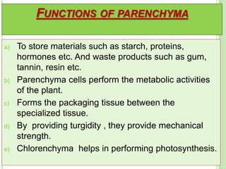 FUNCTIONS OF PARENCHYMA
a) To store materials such as starch, proteins,
hormones etc. And waste products such as gum,
tannin, resin etc.
b) Parenchyma cells perform the metabolic activities
of the plant.
c) Forms the packaging tissue between the
specialized tissue.
d) By providing turgidity , they provide mechanical
strength.
e) Chlorenchyma helps in performing photosynthesis.
 