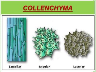 COLLENCHYMA
 