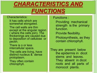  Characteristics:
a) It has cells which are
somewhat elongated.
b) The cell walls are thin
except at the angular region
( where the cells join). The
thickenings are caused due
to deposition of cellulose or
pectin.
c) There is o or less
intercellular space.
d) The cells are living, have
distinct nucleus & dense
protoplasm.
e) They often contain
chlorophyll.
 Functions :
a) Providing mechanical
strength is the primary
function.
b) Provide flexibility.
c) Photosynthesis, as they
contain chlorophyll.
They are present below
the epidermis in dicot
stems and leaves.
They absent in dicot
roots and all parts of
monocot plants.
CHARACTERISTICS AND
FUNCTIONS
 