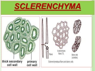 SCLERENCHYMA
 