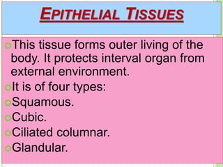 EPITHELIAL TISSUES
This tissue forms outer living of the
body. It protects interval organ from
external environment.
It is of four types:
Squamous.
Cubic.
Ciliated columnar.
Glandular.
 