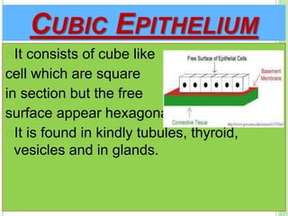 CUBIC EPITHELIUM
It consists of cube like
cell which are square
in section but the free
surface appear hexagonal.
It is found in kindly tubules, thyroid,
vesicles and in glands.
 
