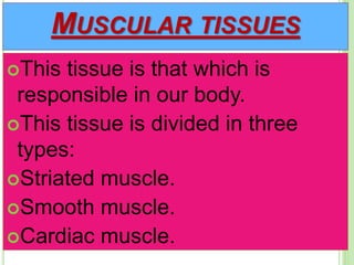 MUSCULAR TISSUES
This tissue is that which is
responsible in our body.
This tissue is divided in three
types:
Striated muscle.
Smooth muscle.
Cardiac muscle.
 
