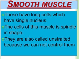 SMOOTH MUSCLE
These have long cells which
have single nucleus.
The cells of this muscle is spindle
in shape.
They are also called unstraited
because we can not control them
 