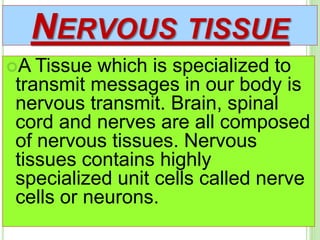 NERVOUS TISSUE
A Tissue which is specialized to
transmit messages in our body is
nervous transmit. Brain, spinal
cord and nerves are all composed
of nervous tissues. Nervous
tissues contains highly
specialized unit cells called nerve
cells or neurons.
 