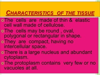 CHARACTERISTICS OF THE TISSUE
The cells are made of thin & elastic
cell wall made of cellulose.
The cells may be round , oval,
polygonal or rectangular in shape.
They are compact, having no
intercellular space.
There is a large nucleus and abundant
cytoplasm.
The protoplasm contains very few or no
vacuoles at all.
 