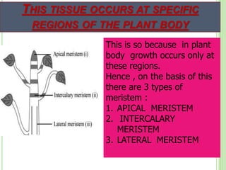 THIS TISSUE OCCURS AT SPECIFIC
REGIONS OF THE PLANT BODY
This is so because in plant
body growth occurs only at
these regions.
Hence , on the basis of this
there are 3 types of
meristem :
1. APICAL MERISTEM
2. INTERCALARY
MERISTEM
3. LATERAL MERISTEM
 