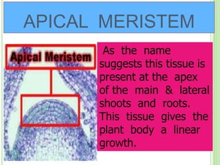 APICAL MERISTEM
As the name
suggests this tissue is
present at the apex
of the main & lateral
shoots and roots.
This tissue gives the
plant body a linear
growth.
 
