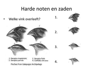 Harde noten en zaden
                            1.
•   Welke vink overleeft?


                            2.



                            3.



                            4.
 