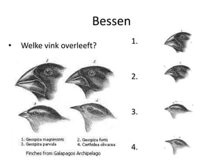 Bessen
                                1.
•   Welke vink overleeft?


                                2.



                                3.



                                4.
 