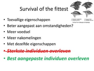 Survival of the fittest
•   Toevallige eigenschappen
•   Beter aangepast aan omstandigheden?
•   Meer voedsel
•   Meer nakomelingen
•   Met dezelfde eigenschappen
• Sterkste individuen overleven
• Best aangepaste individuen overleven
 