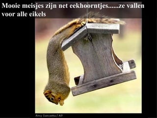 Mooie meisjes zijn net eekhoorntjes......ze vallen voor alle eikels  