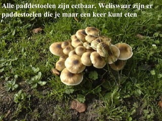 Alle paddestoelen zijn eetbaar. Weliswaar zijn er paddestoelen die je maar een keer kunt eten 