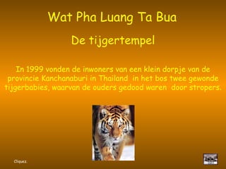 Wat Pha Luang Ta Bua   De tijgertempel In 1999 vonden de inwoners van een klein dorpje van de provincie Kanchanaburi in Thailand  in het bos twee gewonde tijgerbabies, waarvan de ouders gedood waren  door stropers . Cliquez. 