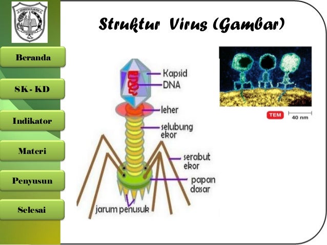 Contoh Gambar Poster Tentang Virus Eye Candy Photograph