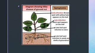Stained Groundnut I.pdf TIKKA DISEASE OF GROUNDNUT.pdf