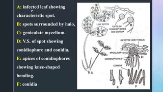 Stained Groundnut I.pdf TIKKA DISEASE OF GROUNDNUT.pdf
