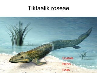 Tiktaalik roseae
Costole
Narici
Collo
 