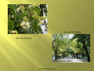 rafabebum.blogspot.com
flor da til (tília)
Árvore Til (Tília)
 