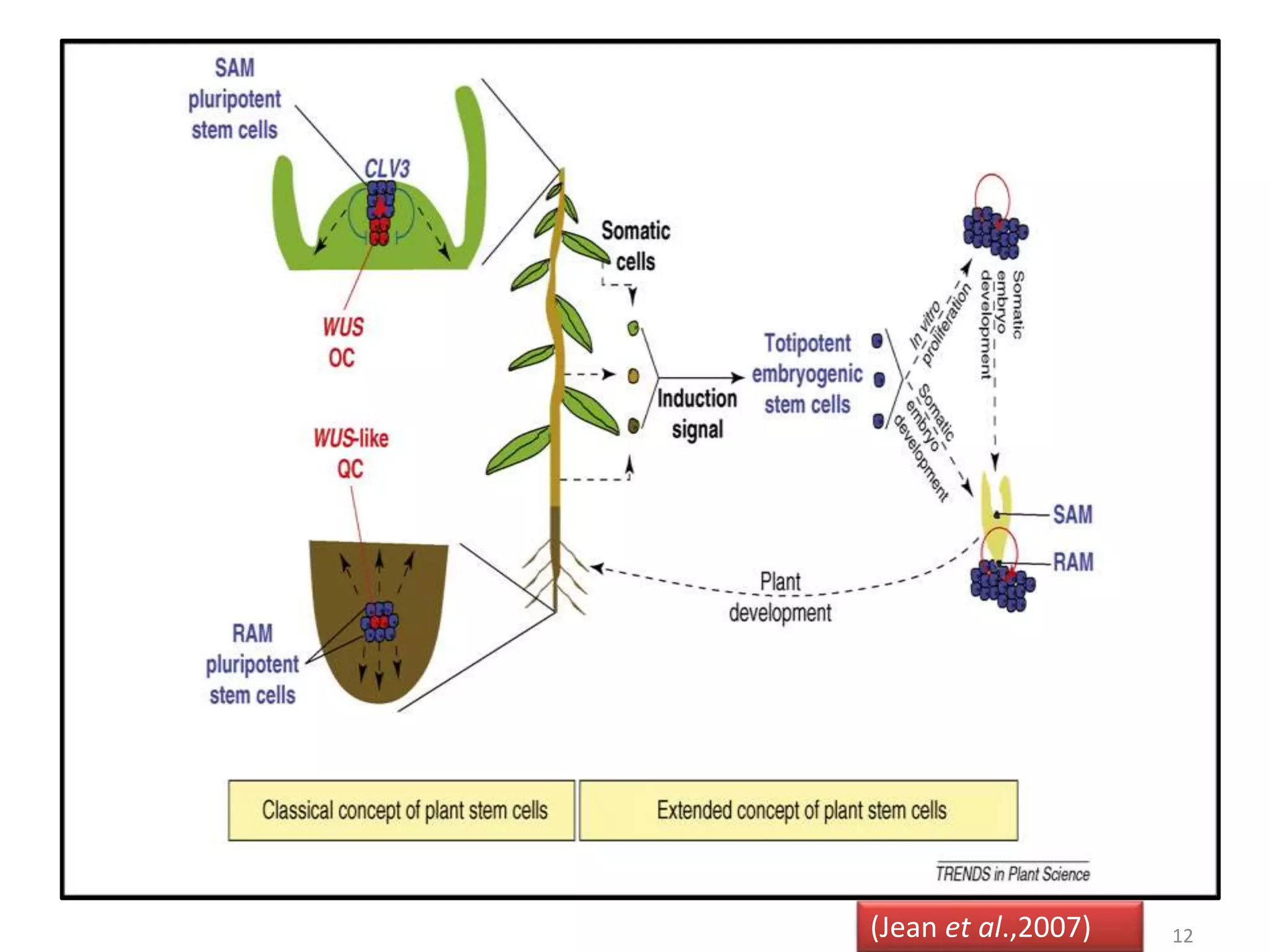 (Jean et al.,2007) 12 
 