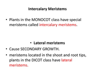 Intercalary Meristems 
• Plants in the MONOCOT class have special 
meristems called intercalary meristems. 
• Lateral meristems 
• Cause SECONDARY GROWTH. 
• meristems located in the shoot and root tips, 
plants in the DICOT class have lateral 
meristems. 
 