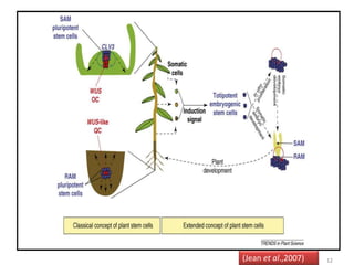 (Jean et al.,2007) 12 
 