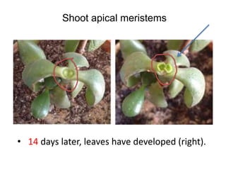 Shoot apical meristems 
• 14 days later, leaves have developed (right). 
 