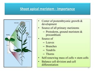 Shoot apical meristem - Importance 
• Center of postembryonic growth & 
development 
• Source of all primary meristems 
– Protoderm, ground meristem & 
procambium 
• Source of 
– Leaves 
– Branches 
– Tendrils 
– Thorns 
• Self-renewing mass of cells  stem cells 
• Balance cell division and cell 
differentiation 
14 
 