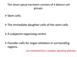 The shoot apical meristem consists of 4 distinct cell 
groups: 
 Stem cells. 
The immediate daughter cells of the stem cells. 
A subjacent organising centre. 
Founder cells for organ initiation in surrounding 
regions. 
are maintained by a complex signalling pathway 
 