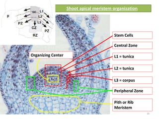 Shoot apical meristem organization 
Stem Cells 
Central Zone 
L1 = tunica 
L2 = tunica 
Peripheral Zone 
Pith or Rib 
Meristem 
Organizing Center 
L3 = corpus 
16 
 