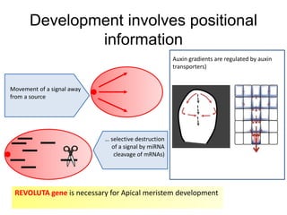 Development involves positional 
information 
Auxin gradients are regulated by auxin 
transporters) 
Movement of a signal away 
from a source 
… selective destruction 
of a signal by miRNA 
cleavage of mRNAs) 
REVOLUTA gene is necessary for Apical meristem development 
 