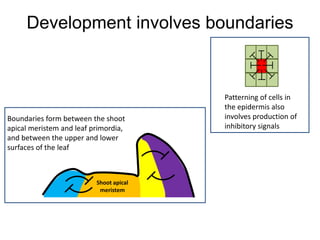 Development involves boundaries 
Boundaries form between the shoot 
apical meristem and leaf primordia, 
and between the upper and lower 
surfaces of the leaf 
Shoot apical 
meristem 
Patterning of cells in 
the epidermis also 
involves production of 
inhibitory signals 
 