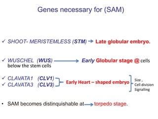 Genes necessary for (SAM) 
 SHOOT- MERISTEMLESS (STM) Late globular embryo. 
 WUSCHEL (WUS) Early Globular stage @ cells 
below the stem cells 
 CLAVATA1 (CLV1) 
 CLAVATA3 (CLV3) 
Early Heart – shaped embryo Size , 
• SAM becomes distinquishable at torpedo stage. 
Cell division 
Signalling 
 