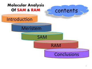 2 
Introduction 
Meristem 
SAM 
contents 
RAM 
Conclusions 
Molecular Analysis 
Of SAM & RAM 
 