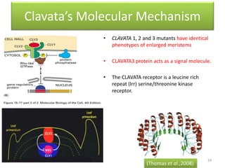 Clavata’s Molecular Mechanism 
• CLAVATA 1, 2 and 3 mutants have identical 
phenotypes of enlarged meristems 
• CLAVATA3 protein acts as a signal molecule. 
• The CLAVATA receptor is a leucine rich 
repeat (lrr) serine/threonine kinase 
receptor. 
24 
(Thomas et al.,2008) 
 