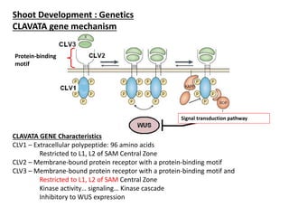 Shoot Development : Genetics 
CLAVATA gene mechanism 
Protein-binding 
motif 
CLAVATA GENE Characteristics 
CLV1 – Extracellular polypeptide: 96 amino acids 
Restricted to L1, L2 of SAM Central Zone 
CLV2 – Membrane-bound protein receptor with a protein-binding motif 
CLV3 – Membrane-bound protein receptor with a protein-binding motif and 
Restricted to L1, L2 of SAM Central Zone 
Kinase activity… signaling… Kinase cascade 
Inhibitory to WUS expression 
Signal transduction pathway 
 