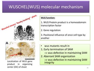 WUSCHEL(WUS) molecular mechanism 
WUS function: 
1. WUS Protein product is a homeodomain 
transcription factor 
2. Gene regulation 
3. Positional influence of once cell type by 
another 
• wus mutants result in 
1. Early termination of SAM 
 wus defective in maintaining SAM 
2. Aberrant SAM organization 
 wus defective in maintaining SAM 
integrity 
L1 
L2 
L3 
Localization of WUS gene 
product in organizing 
center (OC) of shoot 
26 
 