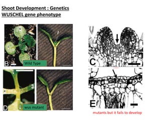 Shoot Development : Genetics 
WUSCHEL gene phenotype 
Wild Type 
wus mutant 
Wild type SAM 
wus SAM 
mutants but it fails to develop 
 