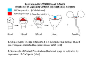 Gene Interaction: WUSCHEL and CLAVATA 
Initiation of an Organizing Center in the shoot apical meristem 
CLV3 expression 
( Cell division ) 
WUS expression ( Gene Regulation ) 
1. OC precursor lineage established in 4 subepidermal cells of 16 cell 
proembryo as indicated by expression of WUS (red) 
2. Stem cells of Central Zone induced by heart stage as indicated by 
expression of CLV3 gene (blue) 
 
