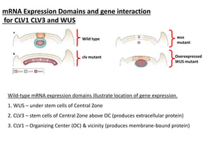 mRNA Expression Domains and gene interaction 
for CLV1 CLV3 and WUS 
Wild type 
clv mutant 
wus 
mutant 
Overexpressed 
WUS mutant 
Wild-type mRNA expression domains illustrate location of gene expression. 
1. WUS – under stem cells of Central Zone 
2. CLV3 – stem cells of Central Zone above OC (produces extracellular protein) 
3. CLV1 – Organizing Center (OC) & vicinity (produces membrane-bound protein) 
 