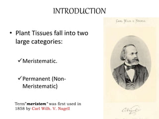 INTRODUCTION 
• Plant Tissues fall into two 
large categories: 
Meristematic. 
Permanent (Non- 
Meristematic) 
Term”meristem” was first used in 
1858 by Carl Wilh. V. Nagell 
 