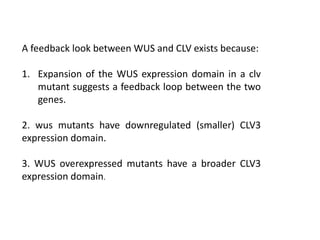 A feedback look between WUS and CLV exists because: 
1. Expansion of the WUS expression domain in a clv 
mutant suggests a feedback loop between the two 
genes. 
2. wus mutants have downregulated (smaller) CLV3 
expression domain. 
3. WUS overexpressed mutants have a broader CLV3 
expression domain. 
 