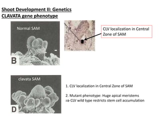 Shoot Development II: Genetics 
CLAVATA gene phenotype 
Normal SAM 
clavata SAM 
CLV localization in Central 
Zone of SAM 
1. CLV localization in Central Zone of SAM 
2. Mutant phenotype: Huge apical meristems 
 CLV wild type restricts stem cell accumulation 
 