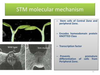STM molecular mechanism 
– Stem cells of Central Zone and 
peripheral Zone. 
– Encodes homeodomain protein 
KNOTTED Class 
– Transcription factor 
– Prevents premature 
differentiation of cells from 
Peripheral Zone. 
Wild type Stm mutant 
32 
 