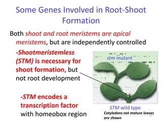 -STM encodes a 
transcription factor 
with homeobox region Cotyledons not mature leaves 
33 
Some Genes Involved in Root-Shoot 
Formation 
Both shoot and root meristems are apical 
meristems, but are independently controlled 
-Shootmeristemless 
(STM) is necessary for 
stm mutant 
shoot formation, but 
not root development 
STM wild type 
are shown 
 