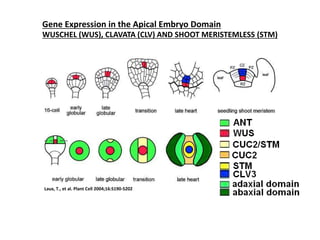 Gene Expression in the Apical Embryo Domain 
WUSCHEL (WUS), CLAVATA (CLV) AND SHOOT MERISTEMLESS (STM) 
Laux, T., et al. Plant Cell 2004;16:S190-S202 
 